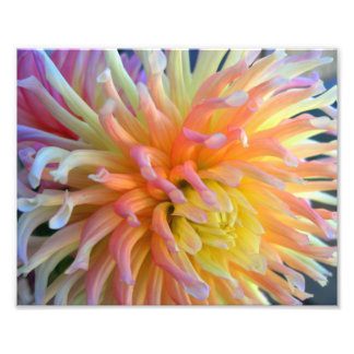 Dahlia Close 10x8 Fototryck