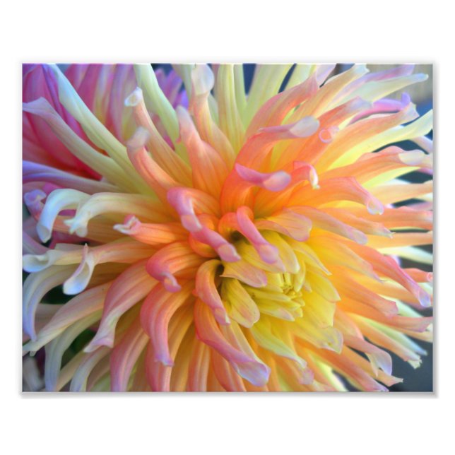 Dahlia Close 10x8 Fototryck (Framsidan)