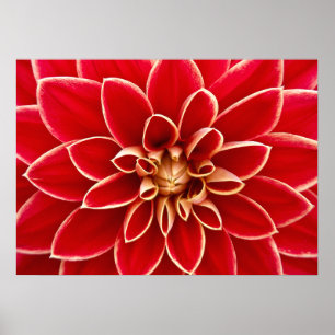 Dahlia Closeup Poster