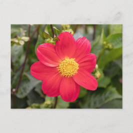 Dahlia Coccinea Vykort