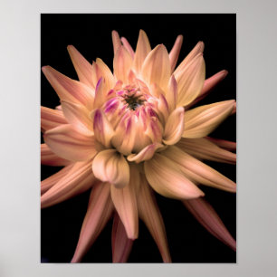 Dahlia Corona Cream Poster
