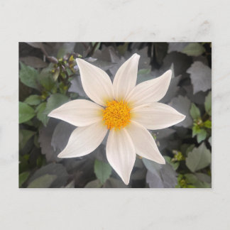 Dahlia Dahelgria Vit Enkel Blomma Vykort