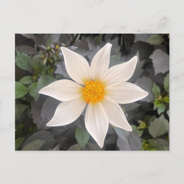 Dahlia Dahelgria Vit Enkel Blomma Vykort (Framsida)
