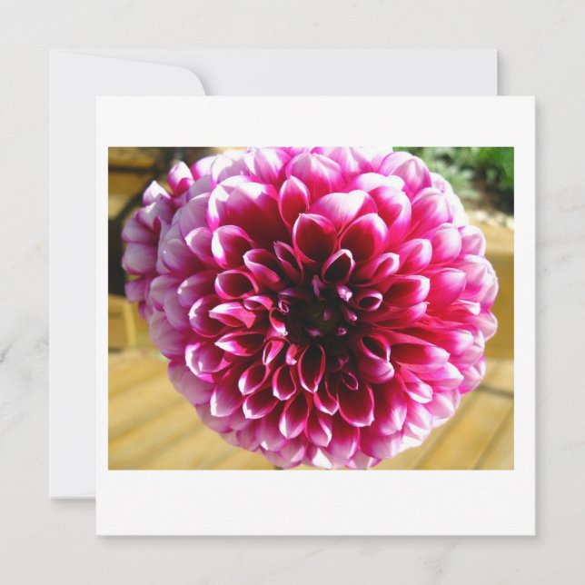 Dahlia Dahlia Dahlia-anteckningskort (Framsida)