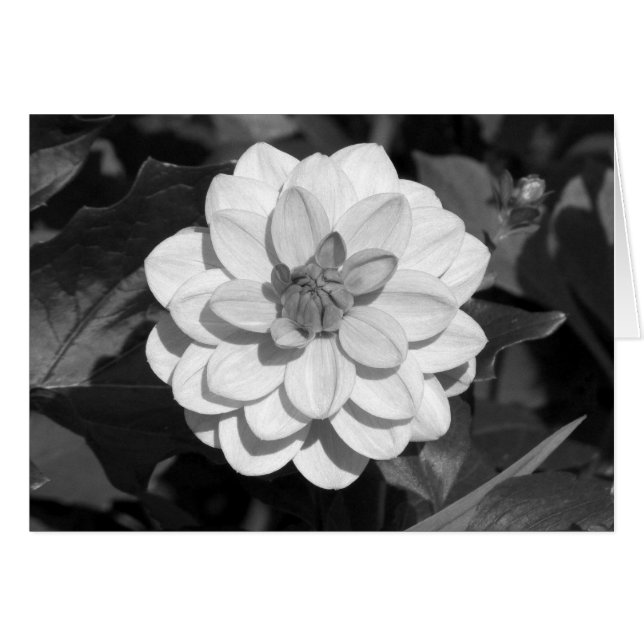 Dahlia "David Howard" B&W Hälsningskort (Framsidan Horizontal)