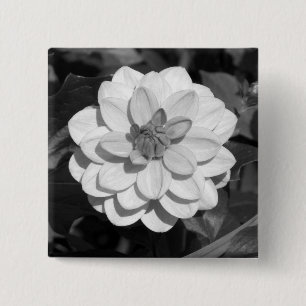 Dahlia "David Howard" B&W Knapp