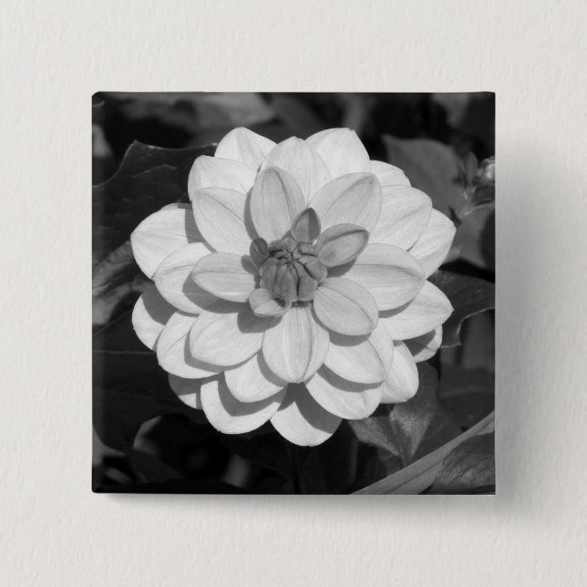 Dahlia "David Howard" B&W Knapp (Framsida)