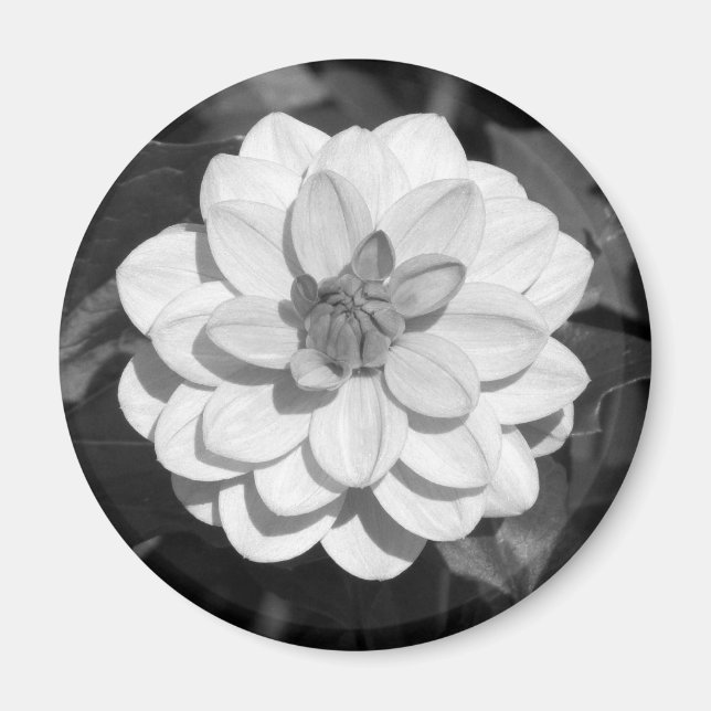 Dahlia "David Howard" B&W Magnet (Framsidan)