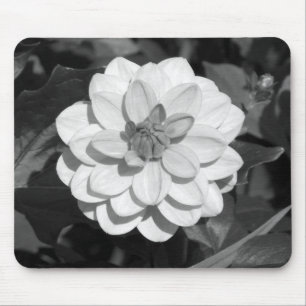 Dahlia "David Howard" B&W Musmatta