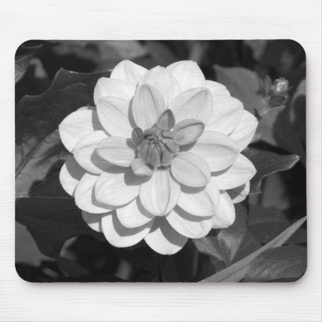Dahlia "David Howard" B&W Musmatta (Framsidan)