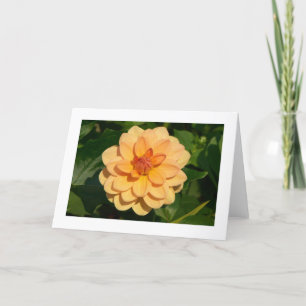 Dahlia "David Howard" (gränsad) Kort