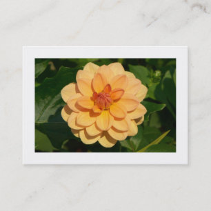 Dahlia "David Howard" (gränsad) Visitkort