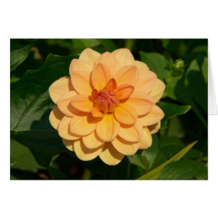 Dahlia 'David Howard' Hälsningskort