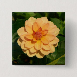 Dahlia 'David Howard' Knapp