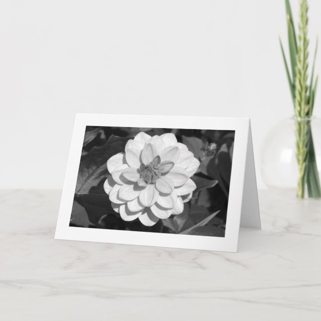 Dahlia 'David Howard' (randig) B&W Kort (Framsida)