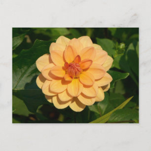 Dahlia 'David Howard' Vykort
