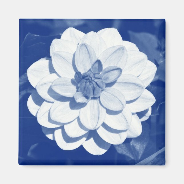 Dahlia - Digital Cyanotype Magnet (Framsidan)