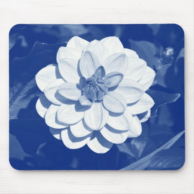 Dahlia - Digital Cyanotype Musmatta (Framsidan)