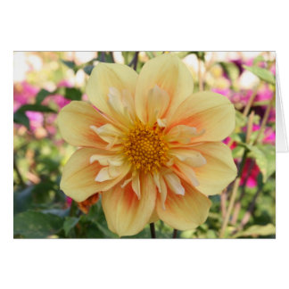 Dahlia E Z Duzzit 2 OBS Kort