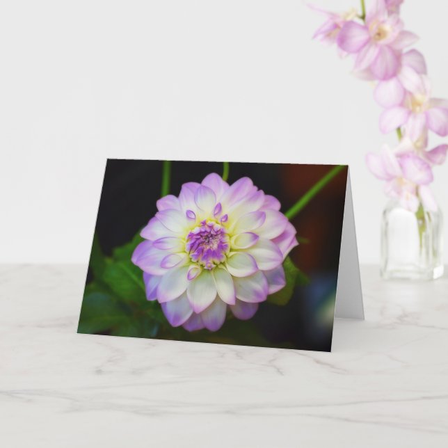 Dahlia Eveline Blank Greeting Card Kort (Orkide)