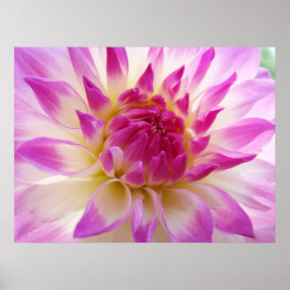 Dahlia Flower Art-utskrifter Rosa White Summer Dah Poster