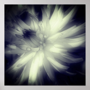 Dahlia Flower Black and White High Contrast Poster