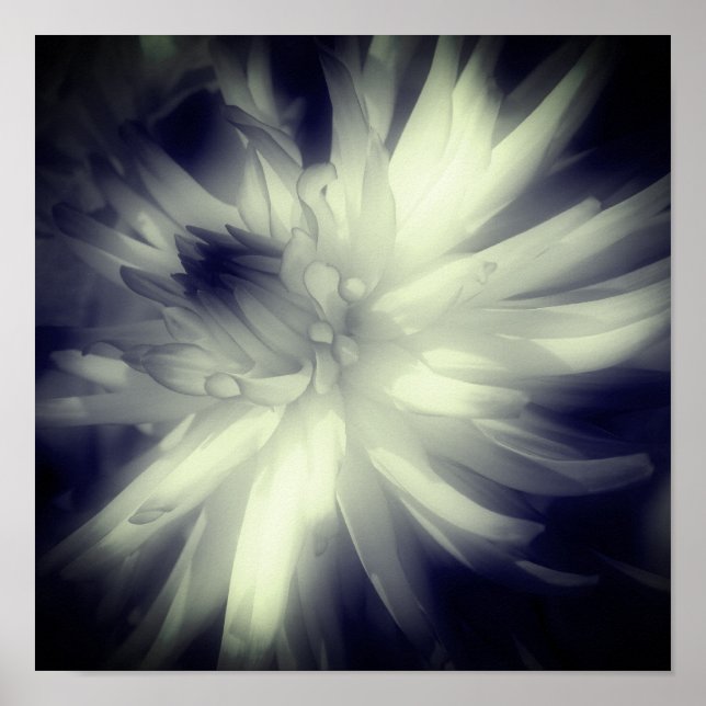Dahlia Flower Black and White High Contrast Poster (Framsidan)