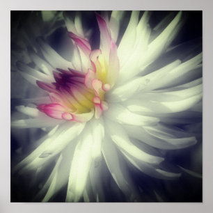 Dahlia Flower Black and White Partial Färg Poster