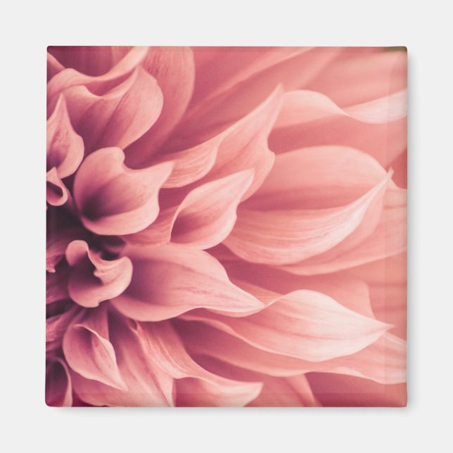 Dahlia Flower Blommar Magnet (Framsidan)