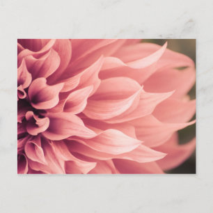 Dahlia Flower Blommar Vykort