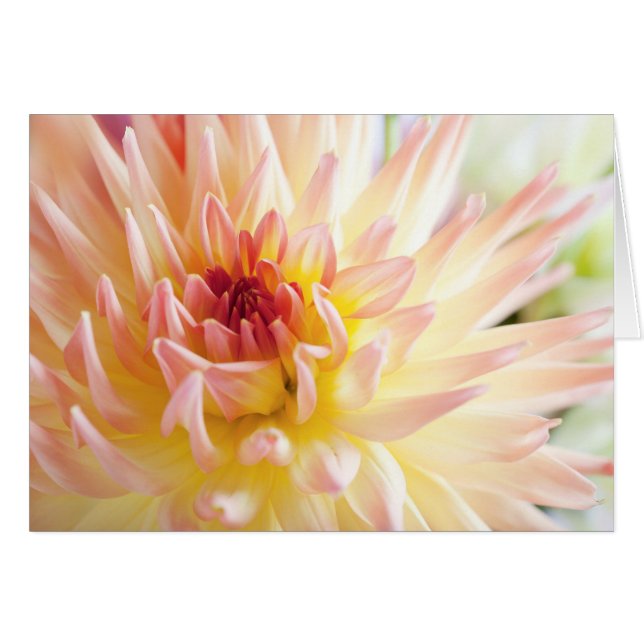 Dahlia Flower Hälsningskort (Framsidan Horizontal)