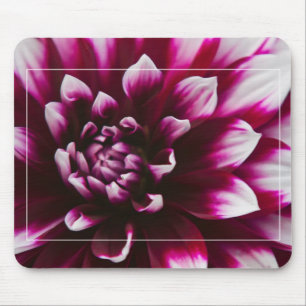 Dahlia Flower Musmatta
