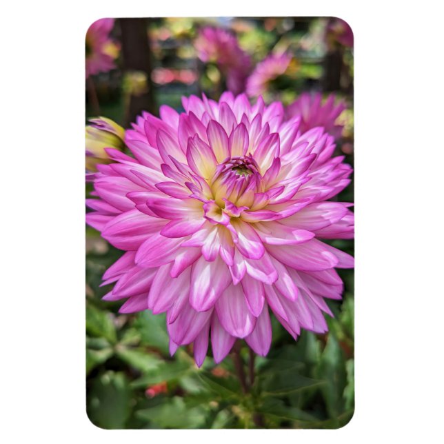 Dahlia Flower Photo Magnet (Vertikal)