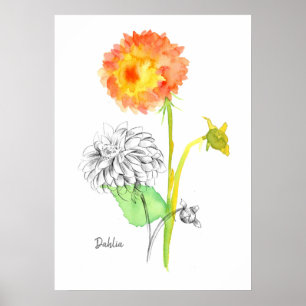 Dahlia Flower Plant Botanical Teckning Floriograph Poster