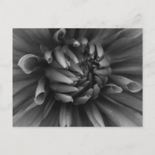 Dahlia Flower vycard Vykort