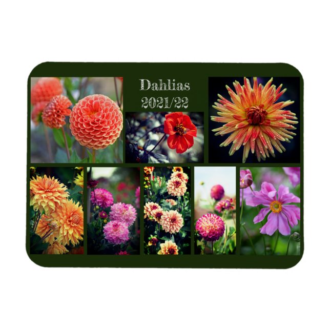 Dahlia Flowers Åtta fotokollage Magnet (Horisontell)