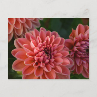 Dahlia Flowers Vykort
