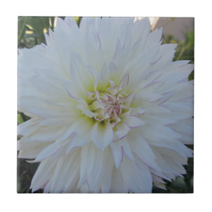 Dahlia "för galen kärlek" kakelplatta