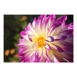 Dahlia Fotografi Konsttryck Dahlias Blommor