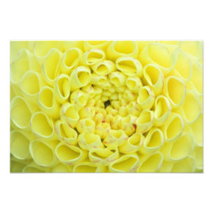 Dahlia Fototryck