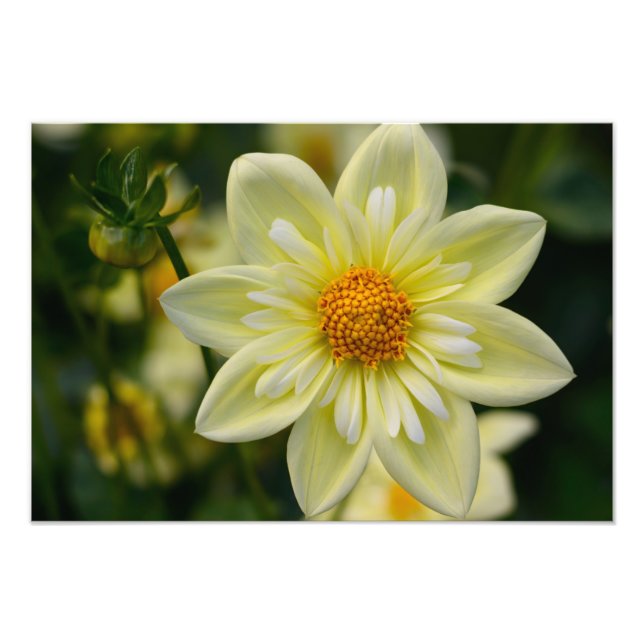 Dahlia Fototryck (Framsidan)