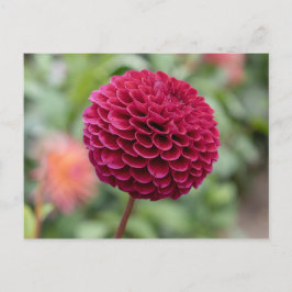 Dahlia Fuschia Vykort
