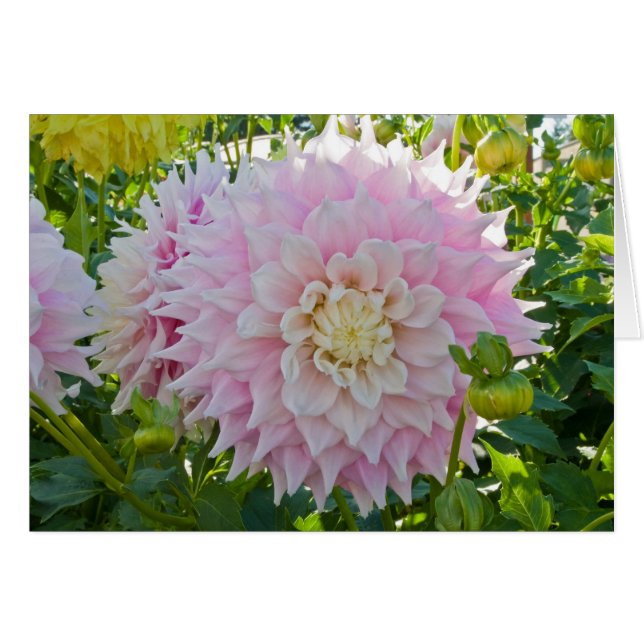Dahlia Gitts perfektion OBS Kort (Framsidan Horizontal)