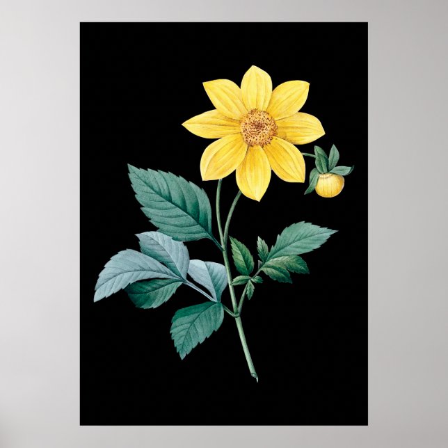 Dahlia gult Blomsvart poster (Framsidan)