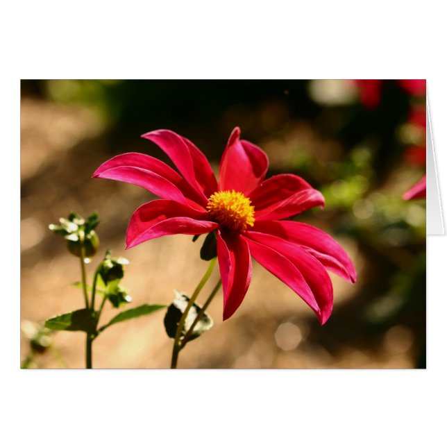 Dahlia Hälsningskort (Framsidan Horizontal)