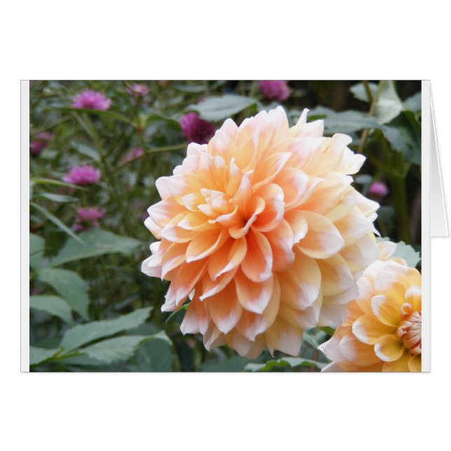 Dahlia Hälsningskort (Framsidan Horizontal)