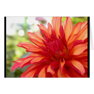 Dahlia Hälsningskort