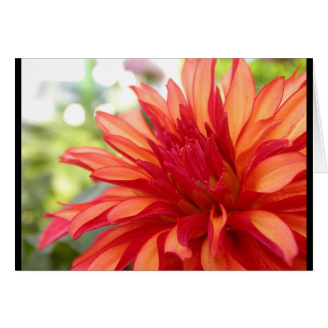 Dahlia Hälsningskort (Framsidan Horizontal)