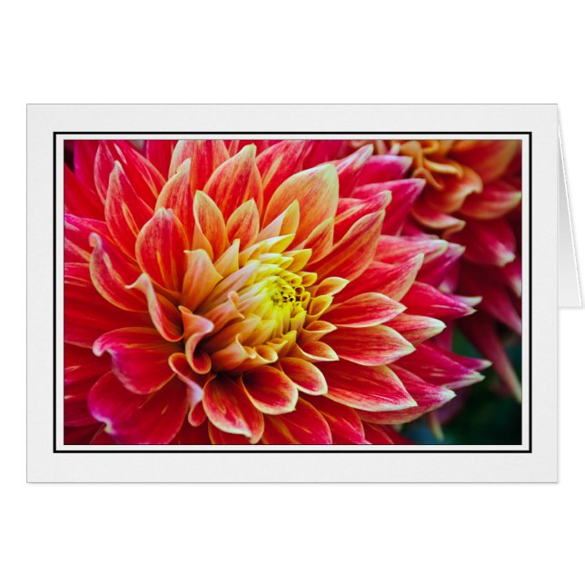 Dahlia Hälsningskort (Framsidan Horizontal)