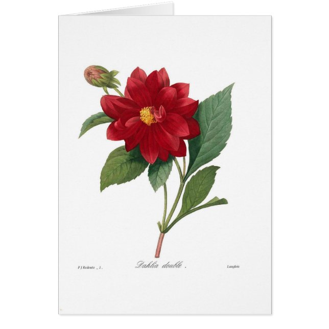 Dahlia Hälsningskort (Framsidan)